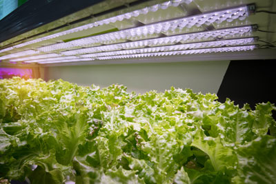 Hydroponic Grow Lights